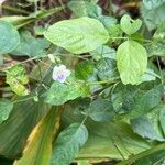 Asystasia intrusa Kwiat