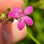 Dianthus deltoidesFlor