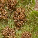 Asplenium hispanicum Fruto