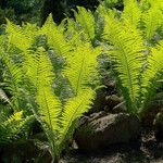 Dryopteris wallichiana Hábito