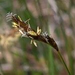 Carex praecox Kvet