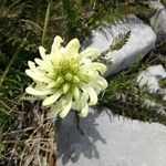 Pedicularis comosa Flor