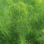 Foeniculum vulgare葉