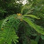 Vachellia macracantha Flor