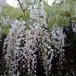 Wisteria floribundaBlüte