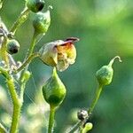 Scrophularia nodosaFlower