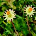 Cotula australis Flower