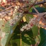 Terminalia paniculata Blüte