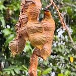Mucuna urens Fruto