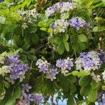 Guaiacum officinale Flower