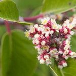 Rhus ovata Flower