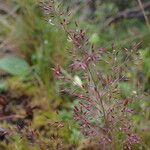 Agrostis pilosula Flower