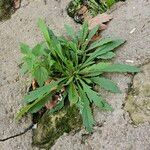 Erigeron canadensisFuelha