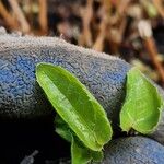 Epimedium alpinum Fuelha