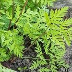 Dicentra formosa Hábito