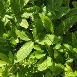 Potentilla thurberi Leaf