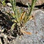 Fibigia clypeata Leaf