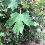 Acer glabrum पत्ता