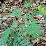 Vachellia cornigera Corteza