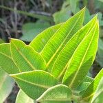 Asclepias barjoniifolia Φύλλο