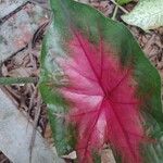 Caladium bicolor Leaf