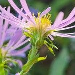 Symphyotrichum puniceum Flors