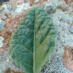 Mandragora officinarum Leaf