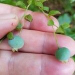 Vaccinium stamineum Fruit