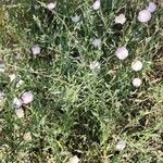 Convolvulus prostratus Pokrój