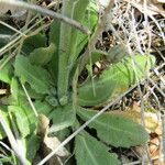Turritis glabra Hoja