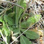 Turritis glabra Leaf