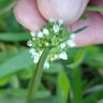 Spermacoce verticillata फूल