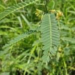 Sesbania sesban Levél