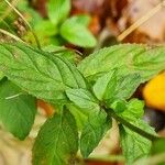 Epilobium roseum Leaf