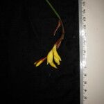 Cautleya gracilis Alkat (teljes növény)