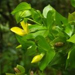 Ixanthus viscosus Hábito