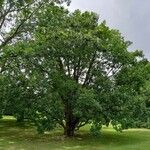 Quercus conferta ശീലം