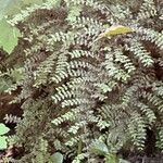 Sophora microphylla Hoja