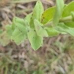 Solidago rigida Folla