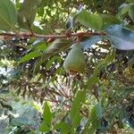 Ficus velutina फल