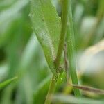 Calepina irregularis Leaf