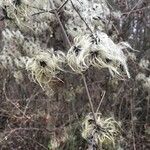 Clematis virginiana Hoja