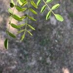 Acacia myrtifolia Листок