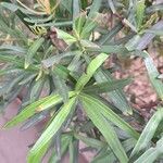 Podocarpus macrophyllus পাতা