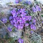 Campanula morettiana Flor