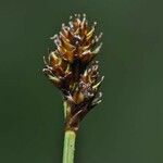 Carex lachenalii Фрукт