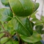Camellia japonica Hostoa