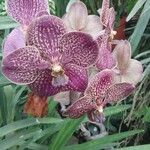 Vanda coerulescens Cvet