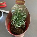 Albuca spiralis Folha