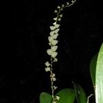 Stelis superbiens Otro
